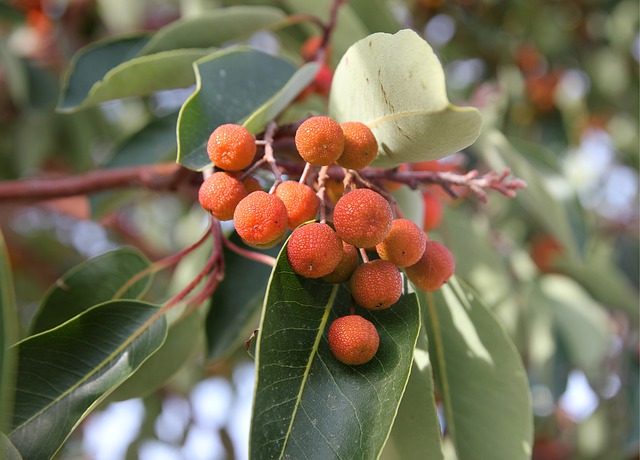 用農業氣象站助力楊梅的種植 用農業氣象站助力楊梅的種植